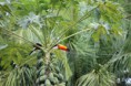 /album/en-pantanal-mt/a1049077-445292662232560-929146073-o-tucano-jpg/